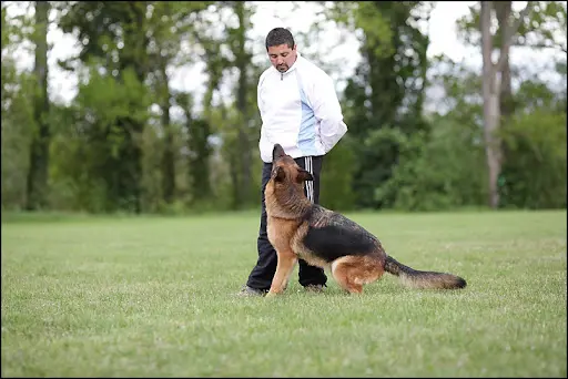 Elevage du Val d'Esquein Berger Allemand