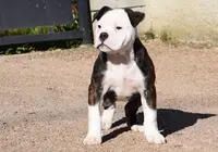 Lecat S Bulldog