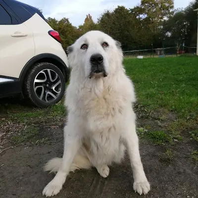 Dogobeissance