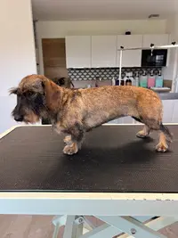 Institut Canin - Salon de Toilettage et Bien-être