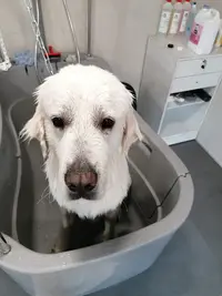 Bien Dans Mes Pattes , Toilettage Chiens, Goxwiller