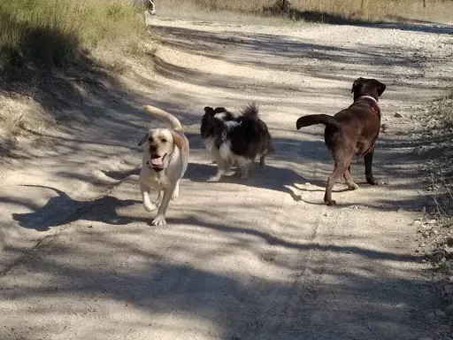 Doggy S Harmony - Alexandra Marie