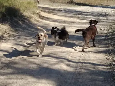 Doggy S Harmony - Alexandra Marie