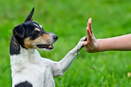 Messages Canins