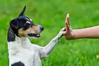 Messages Canins