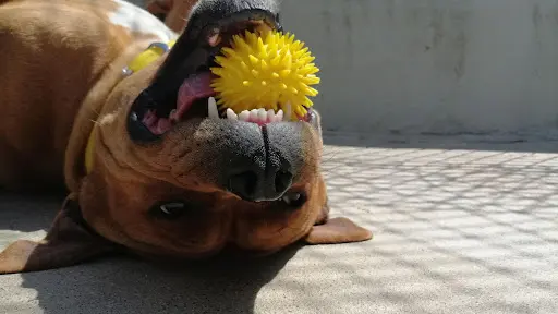 Teacher S Dog - Éducateur Comportementaliste Canin