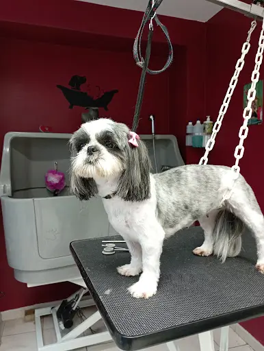 Salon de Toilettage Espace Canin