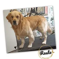 Boucles Dog