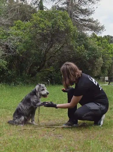 Avenir Canin - Éducateur / Comportementaliste Canin