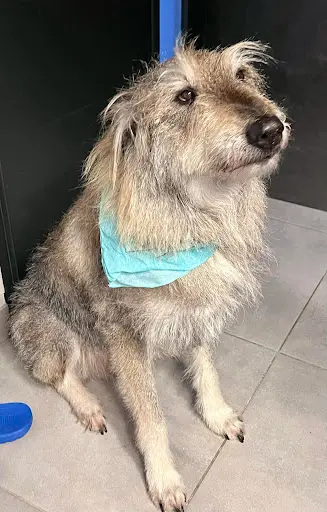 Beauty Dog