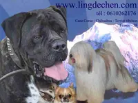 Elevage Canin Ling Dechen