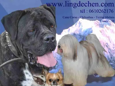 Elevage Canin Ling Dechen
