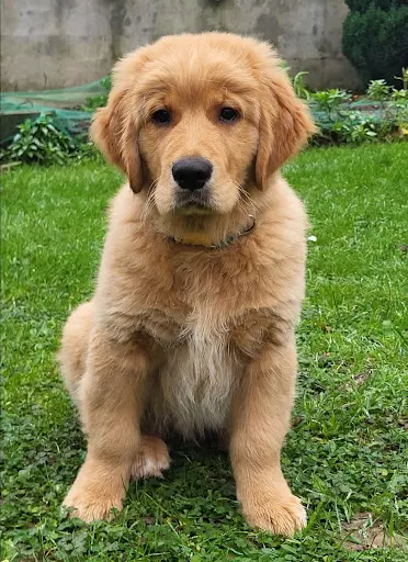 Golden Retriever de L’appel du Large