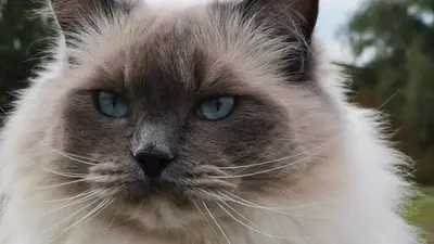 Les Ragdolls de l'Eden du Gival