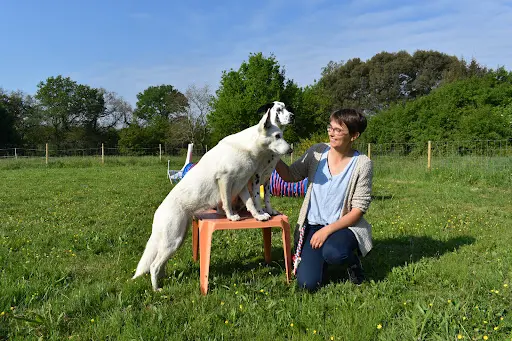 Anim Apaise - Comportementaliste Canin et Médiation Animale