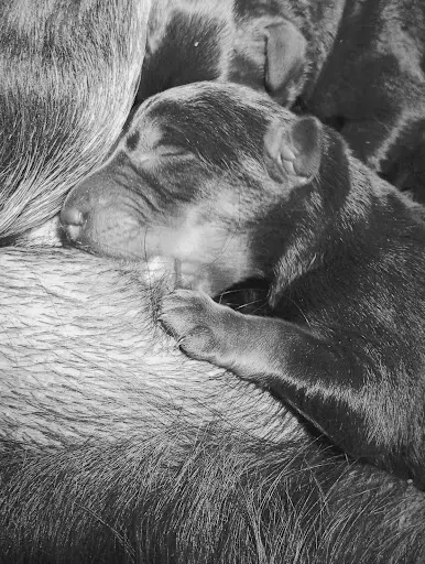 Elevage les Chiens de la Vallée de l'Yeres
