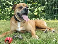 Yross And Co, Éducateur Comportementaliste Canin
