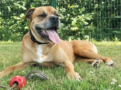 Yross And Co, Éducateur Comportementaliste Canin