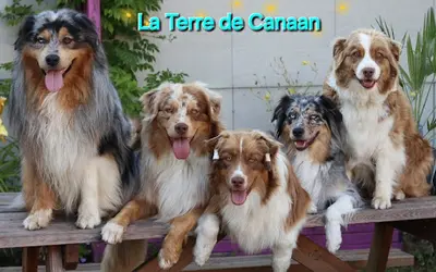 De la Terre de Canaan