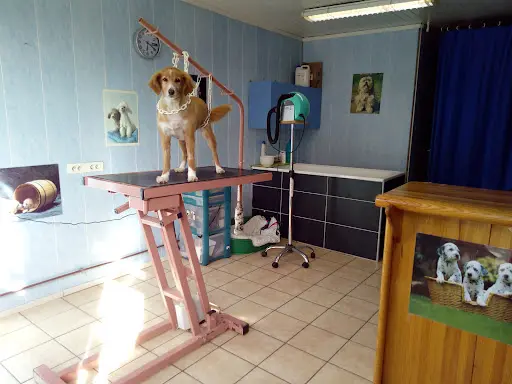 Le Chien Coquet