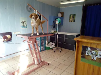 Le Chien Coquet