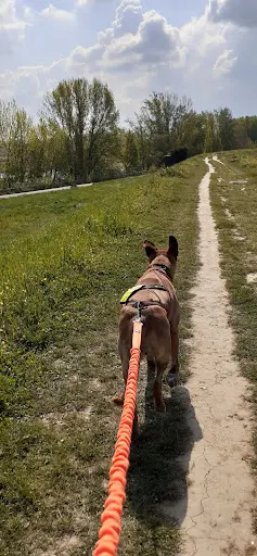 A6pattes Éducation Canine Agen