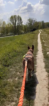 A6pattes Éducation Canine Agen