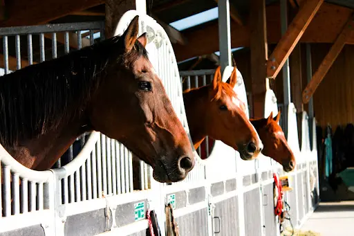 Haras du Lieu Blanc - Ecurie de Propriétaires - Pension Pour Chevaux - Calvados