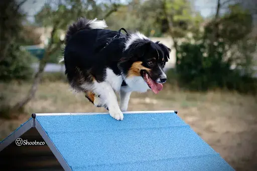 La Bonna Ttitude Éducateur Canin Comportementaliste