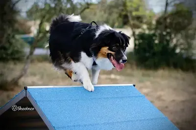 La Bonna Ttitude Éducateur Canin Comportementaliste