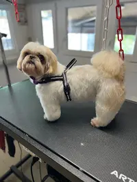 Au Paradis de Titi • Toilettage Pour Chien & Chat
