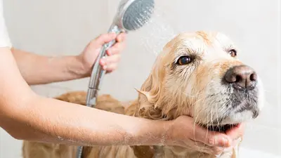 La Pattounet - Salon de Toilettage Canin