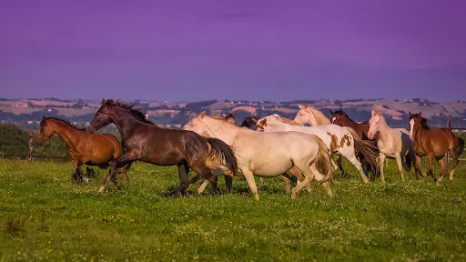 Haras de Bouchetis