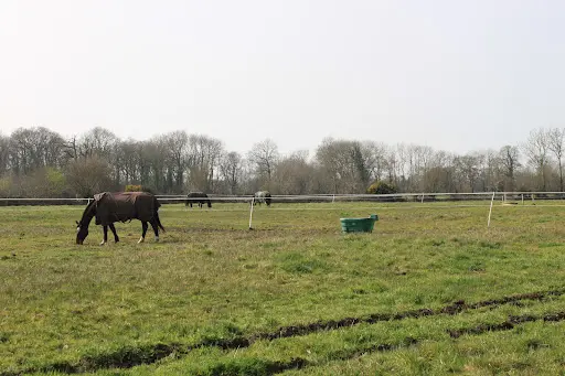 Haras du Chatel