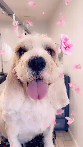 Salon Snoopy