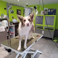 Douceur Canine Grenade