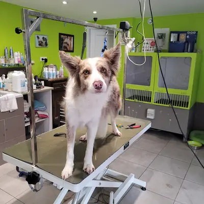 Douceur Canine Grenade