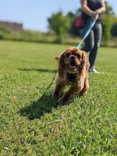 Doggologie - Éducation & Comportement du Chien - Grenoble