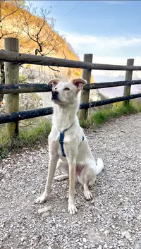 Gresi Dog - Educateur Comportementaliste Canin Grenoble - Gresivaudan
