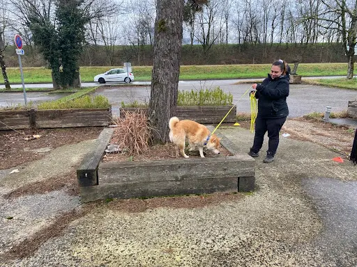 Guidance Canine | Educateur Canin Comportementaliste Grenoble