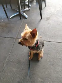 La Demoiselle et Son Chien