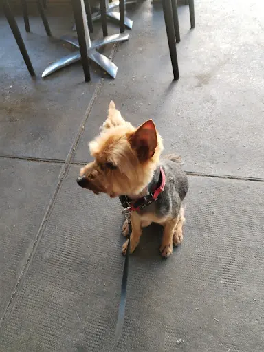 La Demoiselle et Son Chien