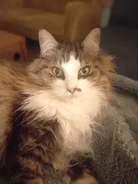 Les Matous Zhazous | Pension Pour Chats & Visites À Domicile