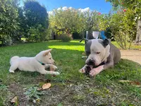 Rachelleéduc À Travers Ton Regard Éducatrice et Comportementaliste Canin