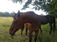 Haras de Grez-neuville