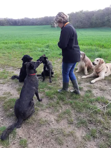 Canid Instinct Educateur Canin