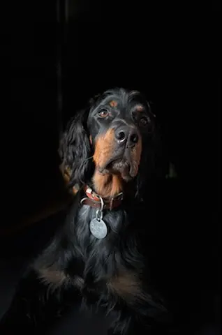 Elevage Setter Gordon du Vallon des Bécasses, Pension Féline et Canine