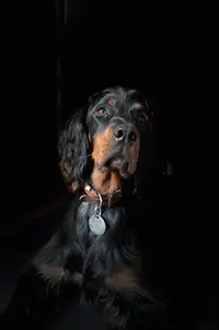 Elevage Setter Gordon du Vallon des Bécasses, Pension Féline et Canine
