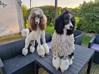 Beauté Canine