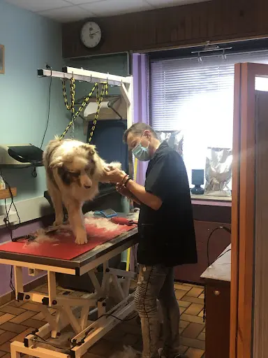 Frimousse Canine